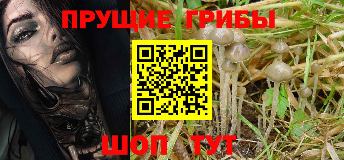 Галлюциногенные грибы Psilocybe Тихорецк